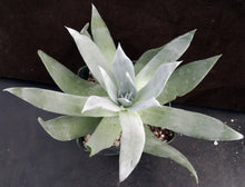 Load image into Gallery viewer, Dudleya brittonii