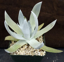 Load image into Gallery viewer, Dudleya brittonii
