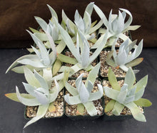 Load image into Gallery viewer, Dudleya brittonii