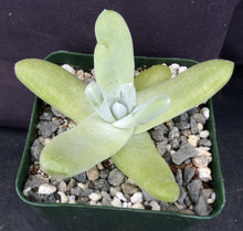 Load image into Gallery viewer, Dudleya pachyphytum