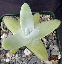 Load image into Gallery viewer, Dudleya pachyphytum