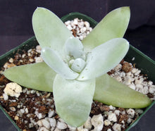 Load image into Gallery viewer, Dudleya pachyphytum
