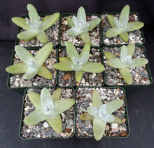 Load image into Gallery viewer, Dudleya pachyphytum