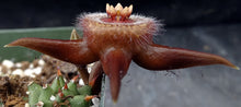 Load image into Gallery viewer, Duvalia corderoyi *Hairy Flower Stapeliad*
