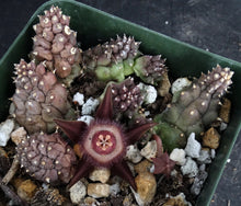 Load image into Gallery viewer, Duvalia corderoyi *Hairy Flower Stapeliad*