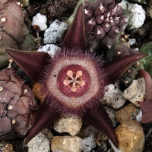 Load image into Gallery viewer, Duvalia corderoyi *Hairy Flower Stapeliad*