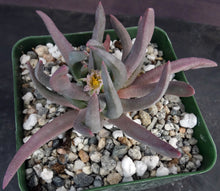 Load image into Gallery viewer, Ebracteola wilmaniae