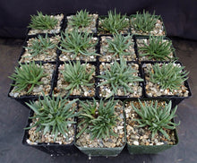 Load image into Gallery viewer, Marlothistella stenophylla