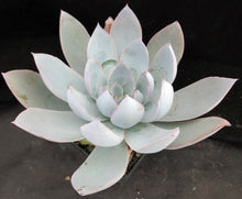 Load image into Gallery viewer, Echeveria cante