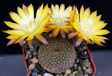 Load image into Gallery viewer, Echinopsis famatimensis