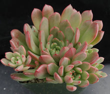 Load image into Gallery viewer, Graptoveria 'Bashful'
