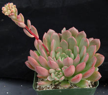 Load image into Gallery viewer, Graptoveria 'Bashful'
