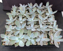 Load image into Gallery viewer, Echeveria cante