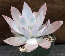 Load image into Gallery viewer, Echeveria cante