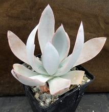 Load image into Gallery viewer, Echeveria cante