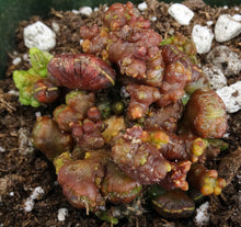 Load image into Gallery viewer, Echinopsis cv. 'Chocolate' *Own Roots*