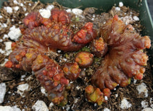 Load image into Gallery viewer, Echinopsis cv. 'Chocolate' *Own Roots*