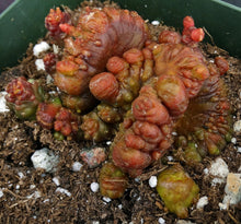 Load image into Gallery viewer, Echinopsis cv. 'Chocolate' *Own Roots*
