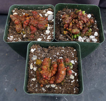 Load image into Gallery viewer, Echinopsis cv. 'Chocolate' *Own Roots*