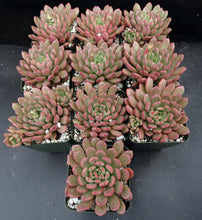 Load image into Gallery viewer, Graptoveria 'Bashful'