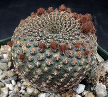 Load image into Gallery viewer, Echinopsis famatimensis