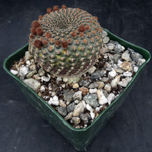 Load image into Gallery viewer, Echinopsis famatimensis
