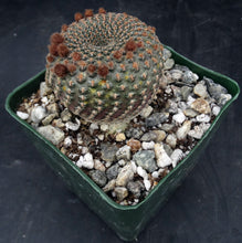 Load image into Gallery viewer, Echinopsis famatimensis