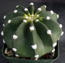 Load image into Gallery viewer, Echinopsis subdenudata 'Fuzzy Navel'