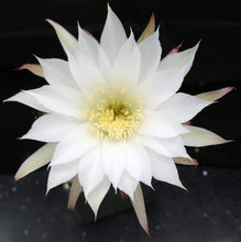 Load image into Gallery viewer, Echinopsis subdenudata 'Fuzzy Navel'