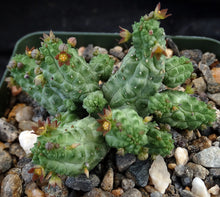 Load image into Gallery viewer, Echidnopsis nubica