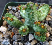 Load image into Gallery viewer, Echidnopsis nubica