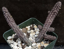 Load image into Gallery viewer, Echidnopsis cereformis Yellow form