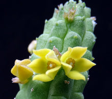 Load image into Gallery viewer, Echidnopsis cereformis Yellow form