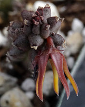 Load image into Gallery viewer, Echidnopsis montana