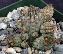 Load image into Gallery viewer, Echidnopsis nubica