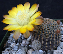 Load image into Gallery viewer, Echinopsis famatimensis