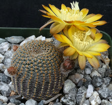 Load image into Gallery viewer, Echinopsis famatimensis
