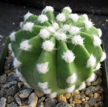 Load image into Gallery viewer, Echinopsis subdenudata 'Fuzzy Navel'
