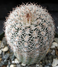 Load image into Gallery viewer, Echinocereus adustus v. schwarzii Lace Cactus