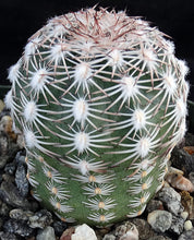Load image into Gallery viewer, Echinocereus adustus v. schwarzii Lace Cactus