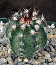 Load image into Gallery viewer, Echinocereus schwarzii