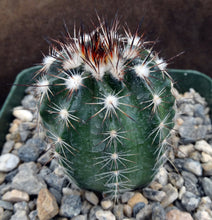 Load image into Gallery viewer, Echinocereus schwarzii