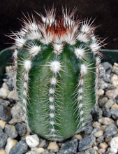Load image into Gallery viewer, Echinocereus schwarzii