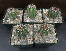 Load image into Gallery viewer, Echinocereus schwarzii