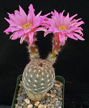 Load image into Gallery viewer, Echinocereus adustus v. schwarzii Lace Cactus