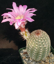 Load image into Gallery viewer, Echinocereus adustus v. schwarzii Lace Cactus