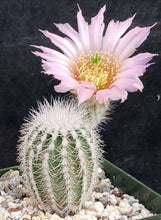 Load image into Gallery viewer, Echinocereus reichenbachii v. albispinus