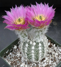 Load image into Gallery viewer, Echinocereus reichenbachii v. albispinus