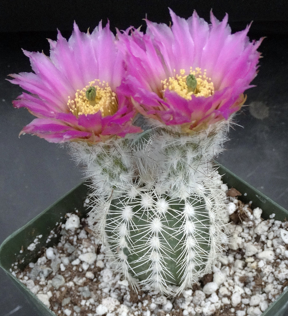echinocereus reichenbachii albispinus Echinocereus reichenbachii v. albispinus – Kyle's Plants