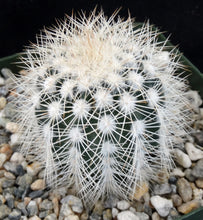 Load image into Gallery viewer, Echinocereus reichenbachii v. albispinus